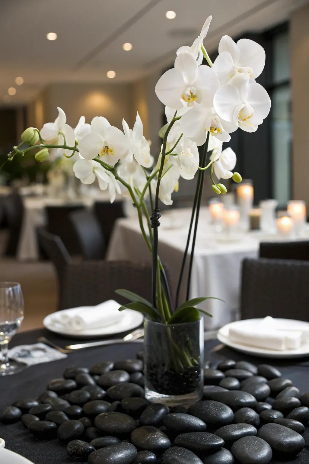 Create a serene atmosphere with white orchids complemented by black stones.